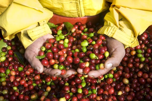 Arabica Coffee Cherries