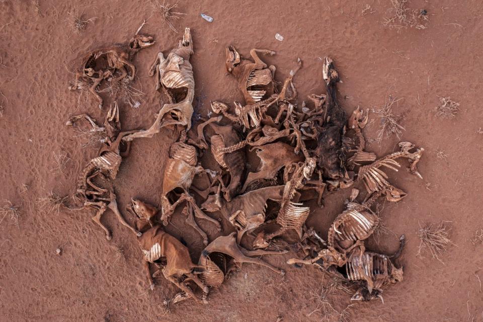 Skeletons of cows litter the landscape around the boma of Ormakau near Amboseli. Their owner, Moses Leyian started with 390 cows and now only has 43 left (Charlie Hamilton James)