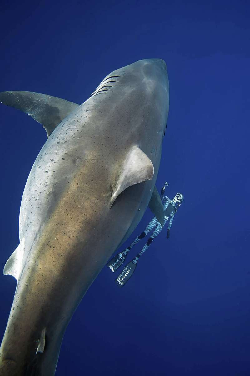 拉姆齊和夥伴平日也會帶遊客進行無柵欄的鯊魚生態導覽。（美聯社）