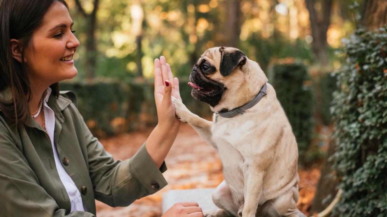  Woman high-fiving her pug outside. 