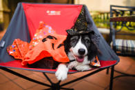<p>Dogs at Howlloween at the Grand Copthorne Waterfront Hotel. (Photo: Bryan Huang/Yahoo Lifestyle Singapore)</p>