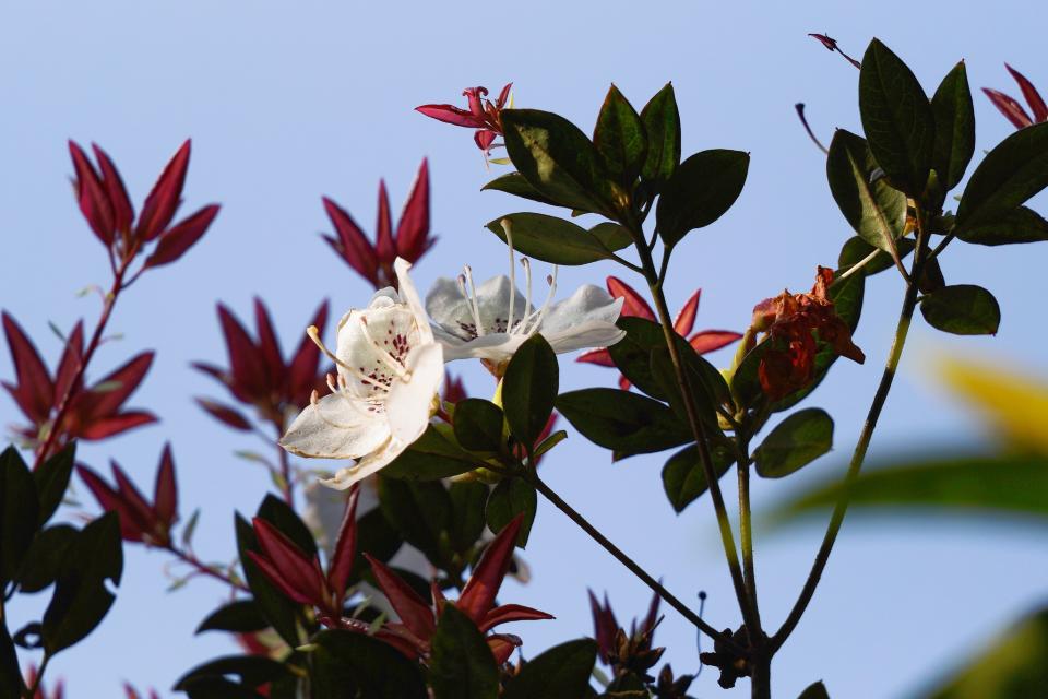 罕有的香港杜鵑僅在香港以外三個地方可尋；盛開的花在紅色嫩葉映襯下，顯出純潔之美。