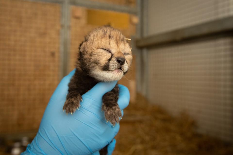 A worker at the Columbus Zo and Aquarium holds up one of two cheetah cubs recently born at the zoo.