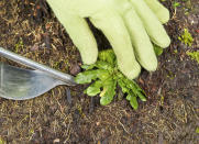 <body> <p>Preventative <a rel="nofollow noopener" href=" http://www.bobvila.com/weeding/45747-9-natural-ways-to-kill-weeds/slideshows#.VRBXE47F8qQ?bv=yahoo" target="_blank" data-ylk="slk:treatment;elm:context_link;itc:0;sec:content-canvas" class="link ">treatment</a> is your best bet for a weed-free lawn all season. Apply a pre-emergent herbicide early to tackle weeds before they even sprout. If it's already too late, try using a post-emergent herbicide designed to kill growing weeds. For an alternative, chemical-free weed treatment, try cornmeal gluten. </p> <p><strong>Related: <a rel="nofollow noopener" href=" http://www.bobvila.com/overseed-your-lawn/2389-top-5-tips-for-a-greener-lawn/slideshows?bv=yahoo" target="_blank" data-ylk="slk:Top 5 Tips for a "Greener" Lawn;elm:context_link;itc:0;sec:content-canvas" class="link ">Top 5 Tips for a "Greener" Lawn</a> </strong> </p> </body>