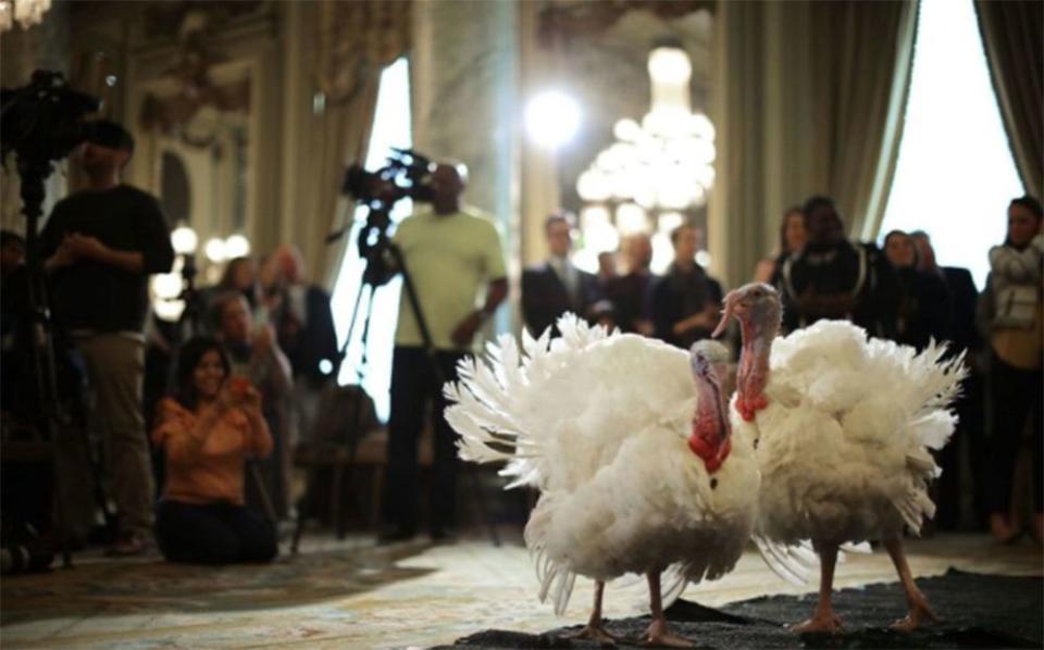 The selected turkeys also gets a special hotel room, outfitted just for them