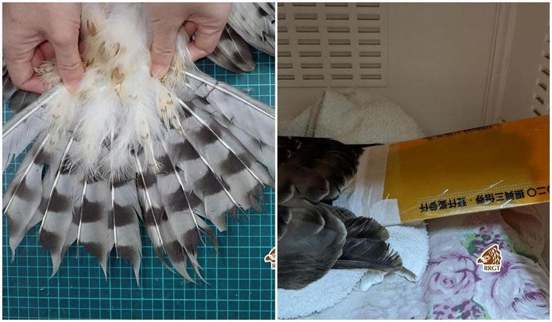 台灣猛禽研究會募集三倍券塑膠套，作為救治傷鳥的「尾羽套」。（翻攝自台灣猛禽研究會臉書）