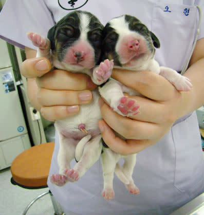 Puppies of genetically modified dog Tagon are seen at Seoul National University (SNU)'s College of Veterinary Medicine in Seoul.