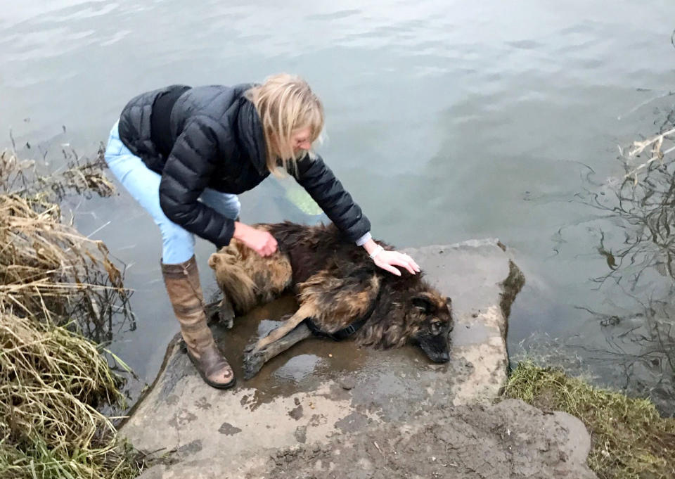 Jane Harper managed to get Bella onto a large stone. (RSPCA/SWNS)