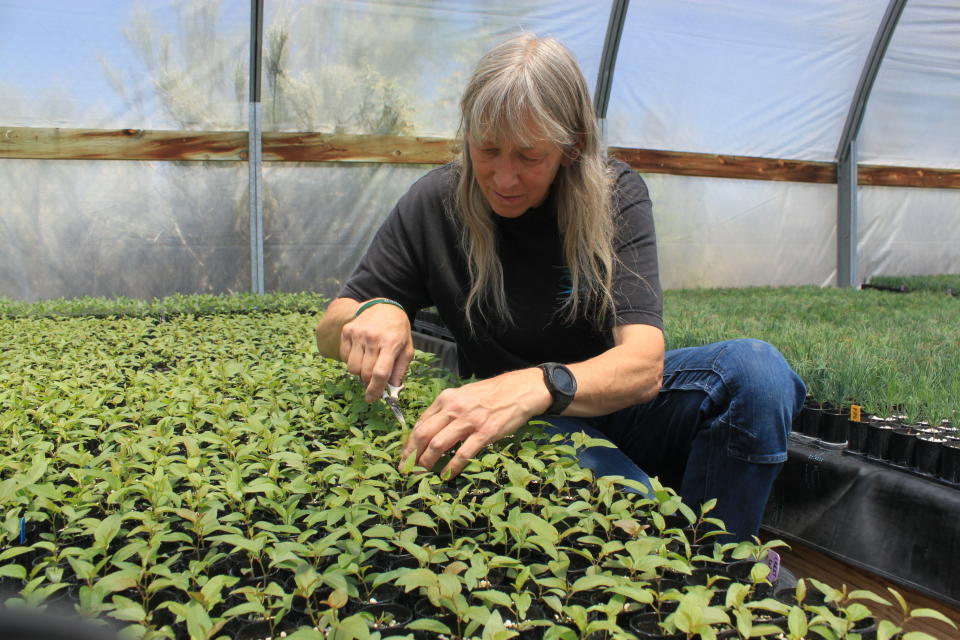 This May 18, 2022 image shows nursery manager Tammy Parsons thinning aspen seedlings at a greenhouse in Santa Fe, N.M. Parsons and her colleagues evacuated an invaluable collection of seeds and tens of thousands of seedlings from the New Mexico State University's Forestry Research Center in Mora, New Mexico, as the largest fire burning in the U.S. approached the facility. (AP Photo/Susan Montoya Bryan)