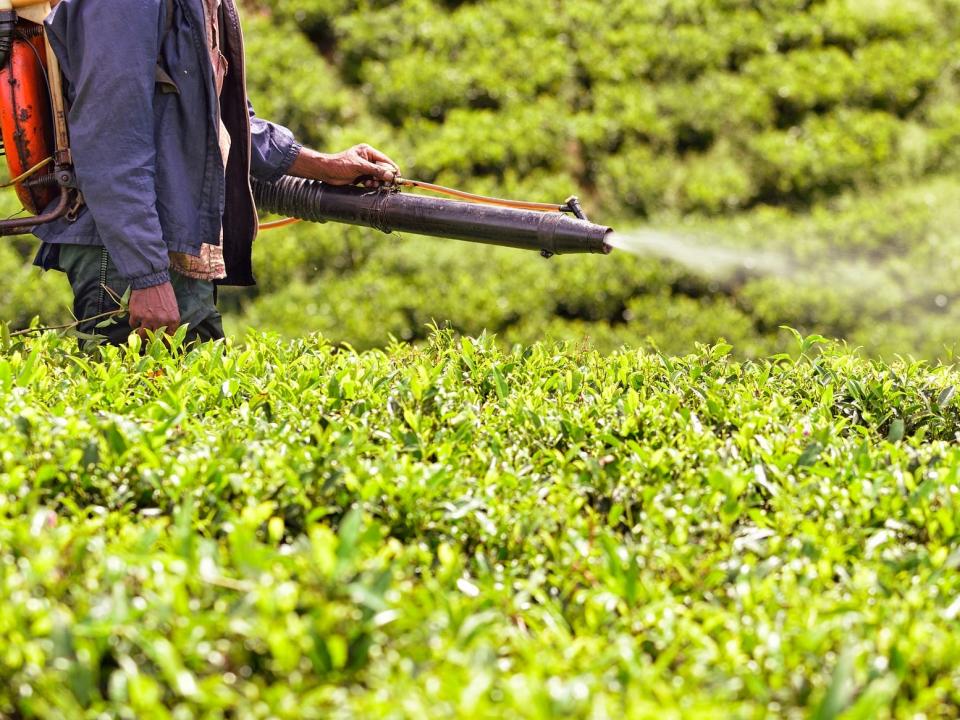 a person spraying a field of crops with a pesticide