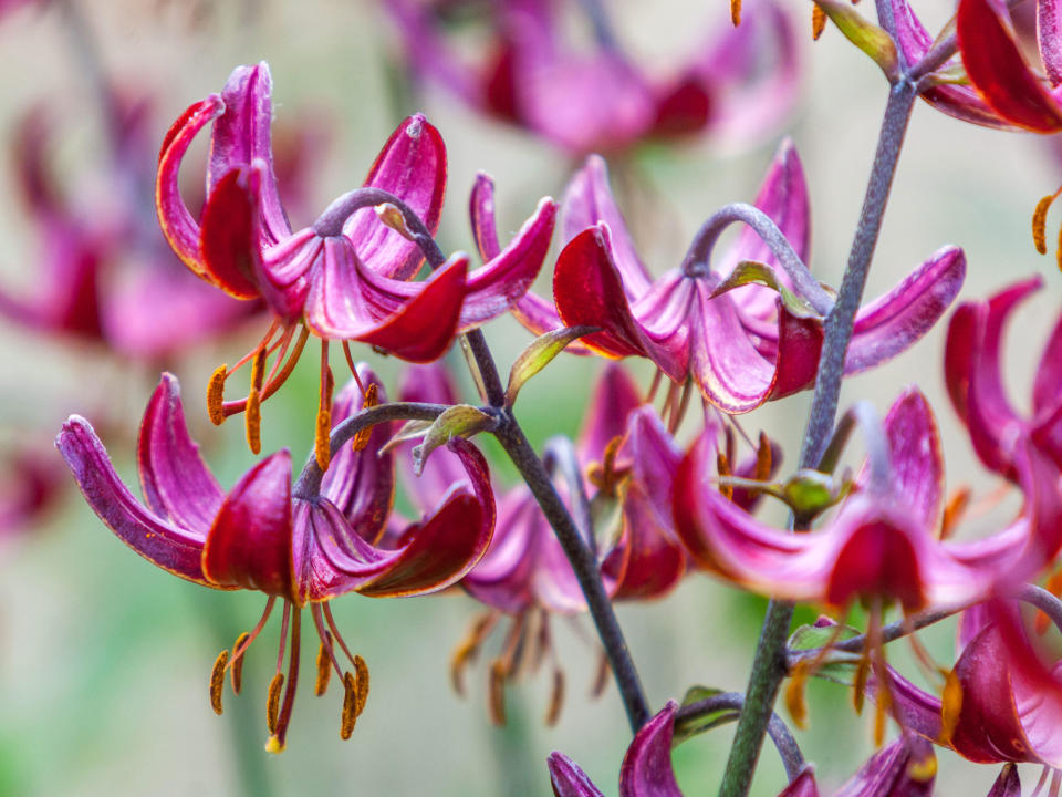 Lilium martagon 'Marhan' (Turk's cap)