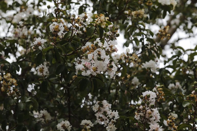 En CABA, existen crespones púrpuras, rosas y blancos