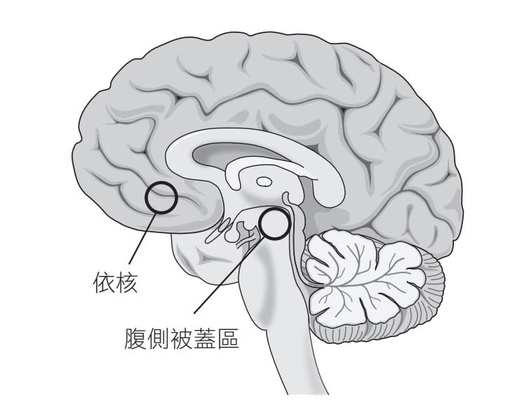 改變飲食前，先改造大腦