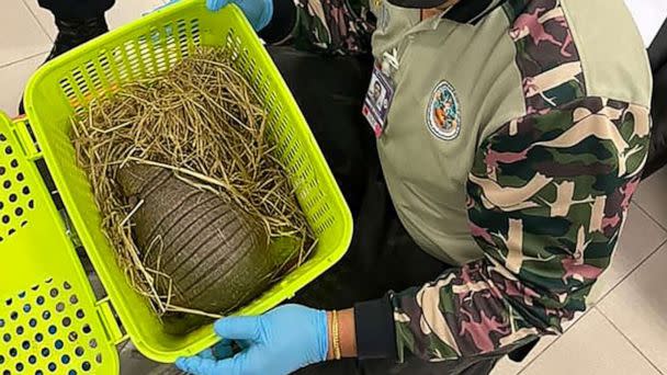 PHOTO: This handout photo taken on June 27, 2022, shows an official with an armadillo rescued after being found in a passenger's luggage at Suvarnabhumi International Airport in Bangkok, Thailand.  (Dept. of National Parks, Wildlife and Plant Conservation/AFP via Getty Images)