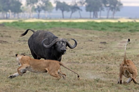 Buffalo fights off three lions in Kenya safari attack