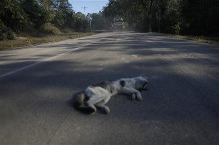 A dead cat lies on a road covered with ash near the Chaparrastique volcano in the municipality of San Miguel December 30, 2013. REUTERS/Ulises Rodriguez