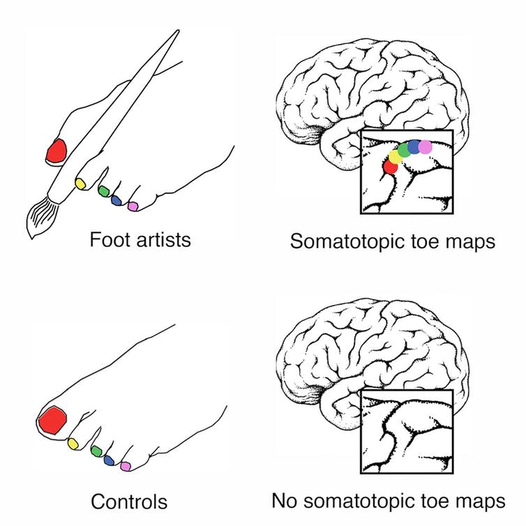 <span class="caption">Mapping toes in the brain.</span> <span class="attribution"><span class="source">Cell</span>, <span class="license">Author provided</span></span>