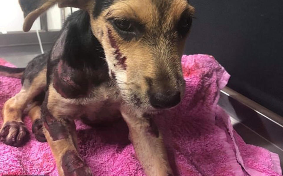 Remi was towed behind a car, leaving her with a suspected broken jaw. Source:GoFundMe