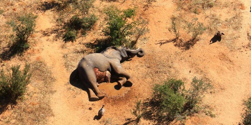 Botswana elephant deaths