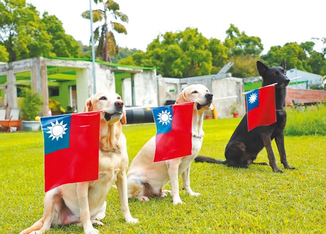 看到台灣不斷內鬥消耗，且又面臨高齡化等困境，有網友突發奇想，討論台灣可能步上哪個國家的後塵。圖為搜救犬以口代手揮舞著國旗。（台中市政府提供／陳世宗台中傳真）