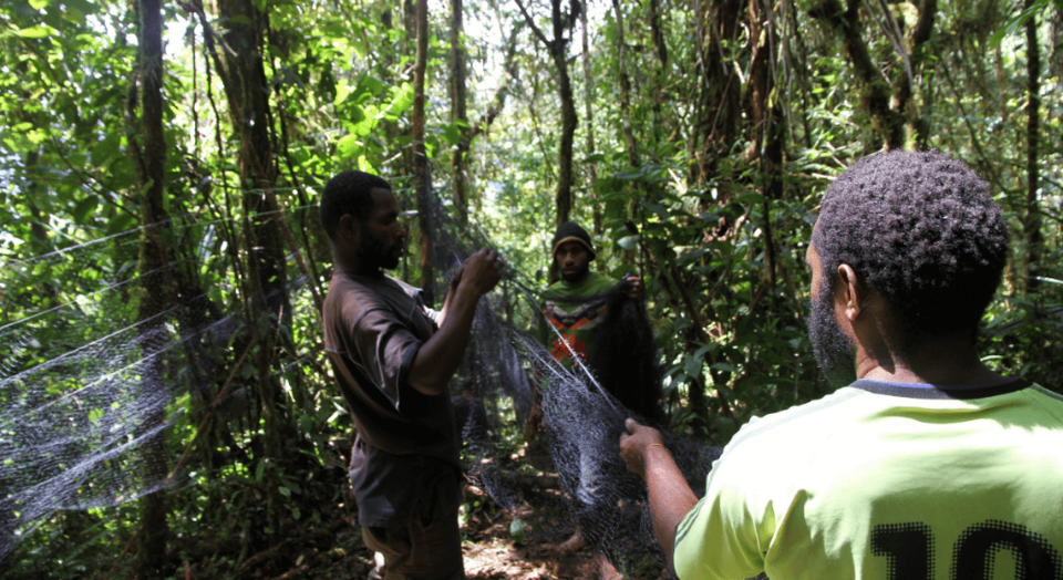 Researchers setting up the bird nets.