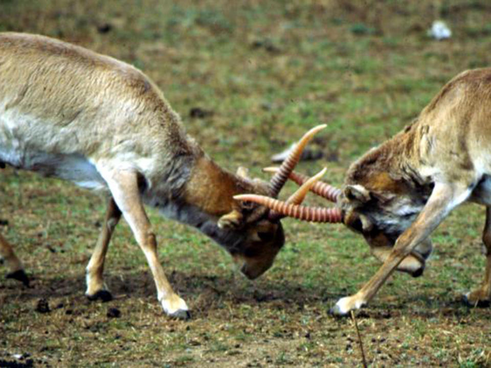 Mystery sudden death of 200,000 antelopes solved by scientists