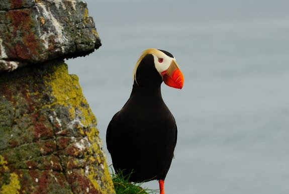 Breeding tufted puffins have been seen on Hawadax Island for the first time since long before the rats were exterminated in 2008.