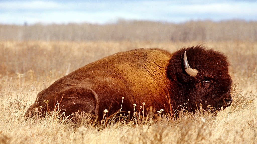  A plains bison lies in the grass of the arctic tundra. 