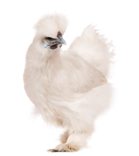 The Silkie