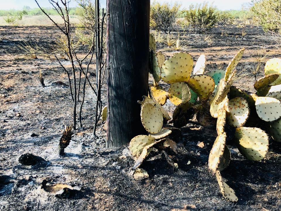 Charred cactus and other vegetation are next to a power pole Friday as the Mesquite Heat Fire continued to burn in the distant hills near FM 1235 between View and Buffalo Gap.