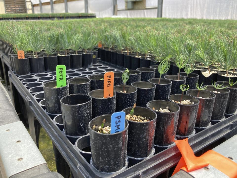 This May 18, 2022 image shows several labeled seedlings that were planted by U.S. Sen. Martin Heinrich, D-N.M., after they were relocated to a greenhouse in Santa Fe, N.M.. The seedlings were among tens of thousands rescued from New Mexico State University's Forestry Research Center in Mora, New Mexico, as the largest fire burning in the U.S. approached the facility. (AP Photo/Susan Montoya Bryan)