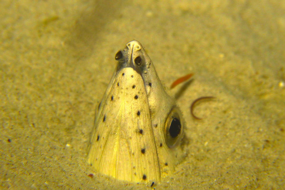 A Snake Eel burrows into the sand as it waits for its unsuspecting prey to swim by.