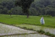 FILE - An Indian farmer wearing a raincoat walks past a paddy field during monsoon rains in Dharmsala, India, July 19, 2021. Human-caused climate change is making rainfall more unpredictable and erratic, which makes it difficult for farmers to plant, grow and harvest crops on their rain-fed fields. (AP Photo/Ashwini Bhatia, File)