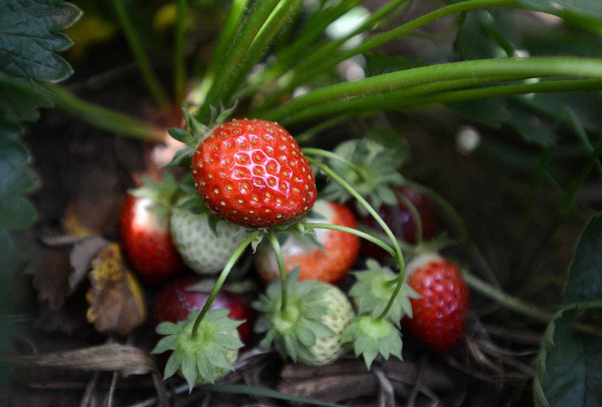 A cluster of strawberries growing at Olson Farms in May 2015