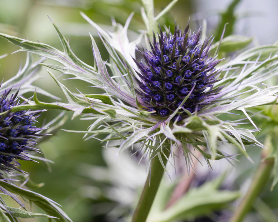 sea holly Pen Blue flowering in fall display