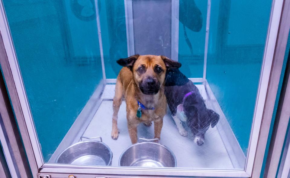 Single dog kennels were forced to house two or more dogs Nov. 14, 2019, at the Oklahoma City Animal Welfare shelter. A new and upcoming animal shelter, funded by MAPS 4, is meant to replace the current, antiquated facility.