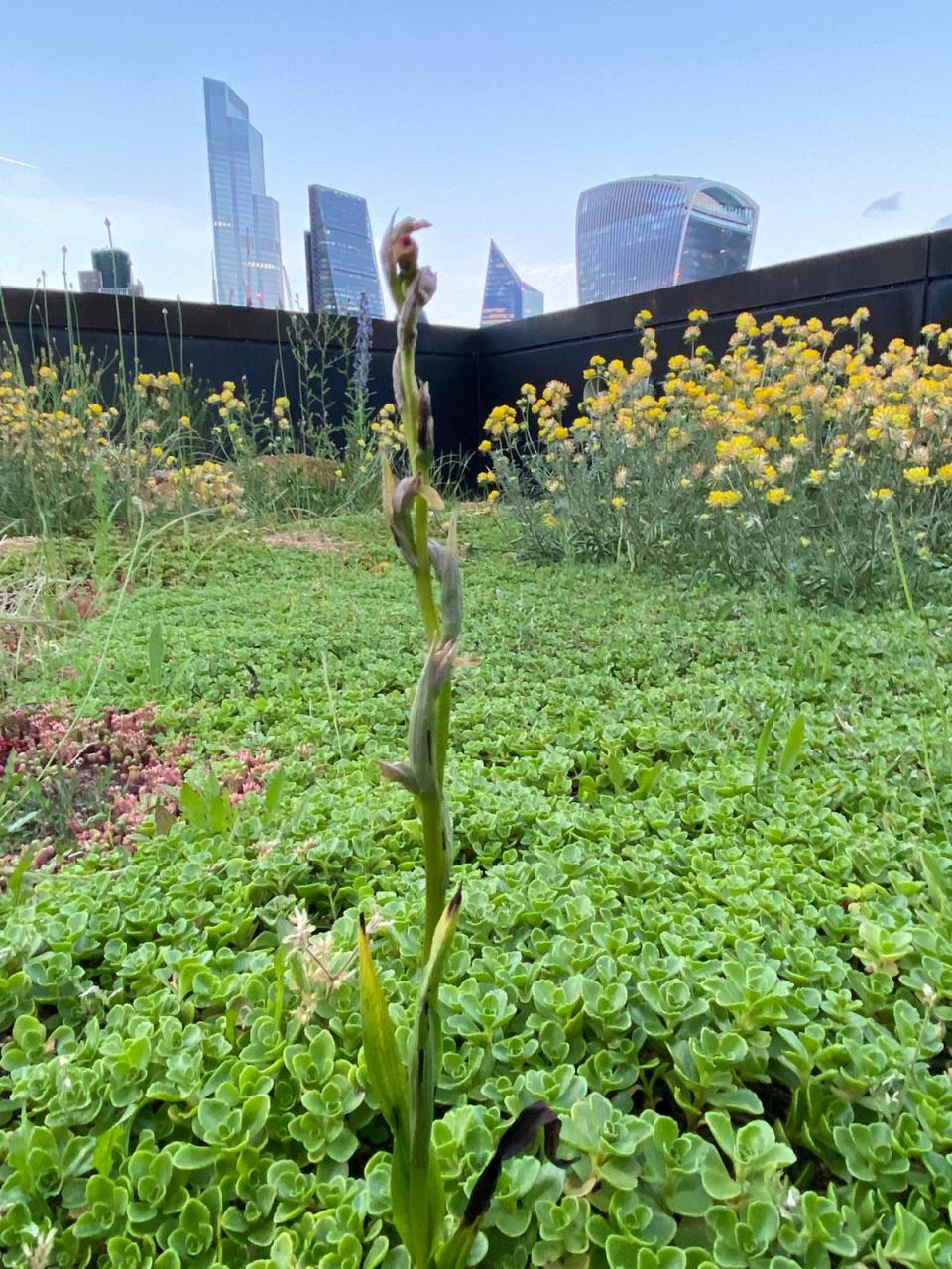 The small-flowered tongue-orchid was discovered on a London rooftop after having not being seen in the wild since 1989 (Nomura)