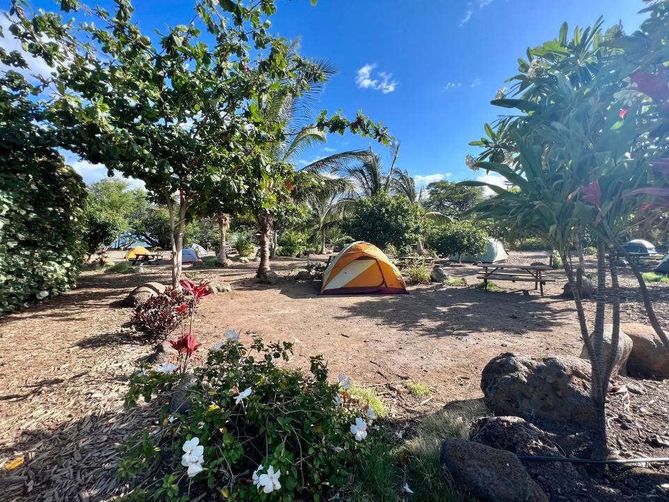 yellow tent on dirt patch with some trees