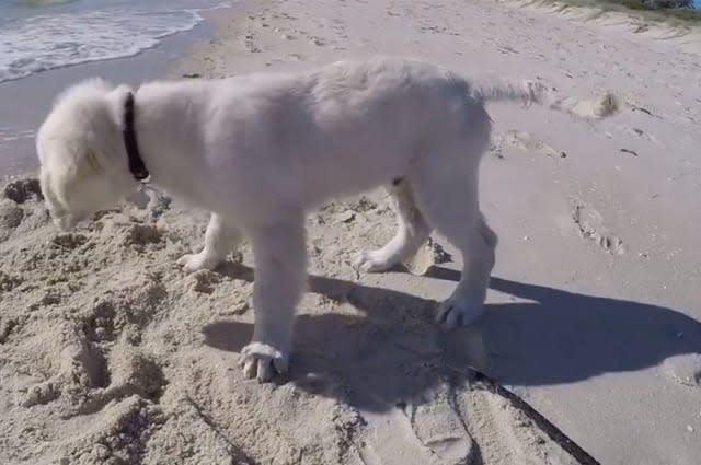 Puppy isn't happy after waves fill up newly dug hole