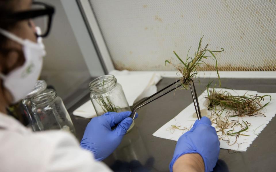 A scientist studies genetically modified plants in a lab at the Bioceres agricultural biotechnology company in Rosario, Santa Fe Province, Argentina -  MARCELO MANERA  / AFP