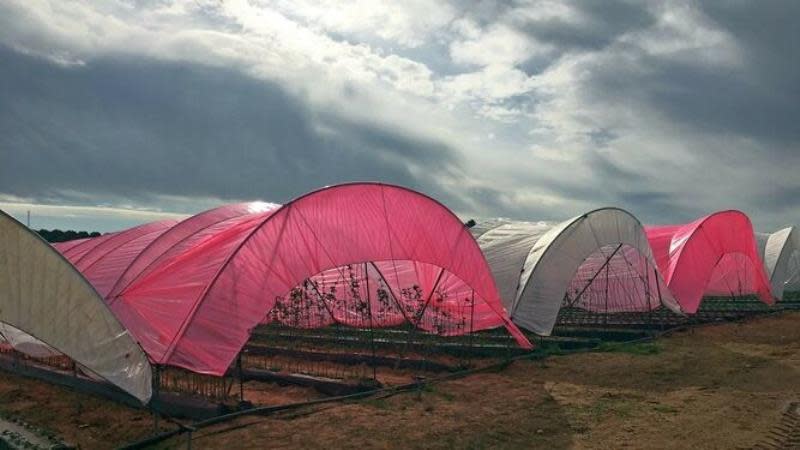 Fotografía facilitada por CTI Adesva. Invernaderos en Lepe (Huelva) que usan los plásticos luminescentes, que favorecen el incremento de longitudes de honda roja y azul, en cultivos de frutos rojos -fresas, arándanos y frambuesas- incrementa su productividad y su precocidad, según los ensayos realizados por el Centro Tecnológico de la Agroindustria (CT Adesva). EFE