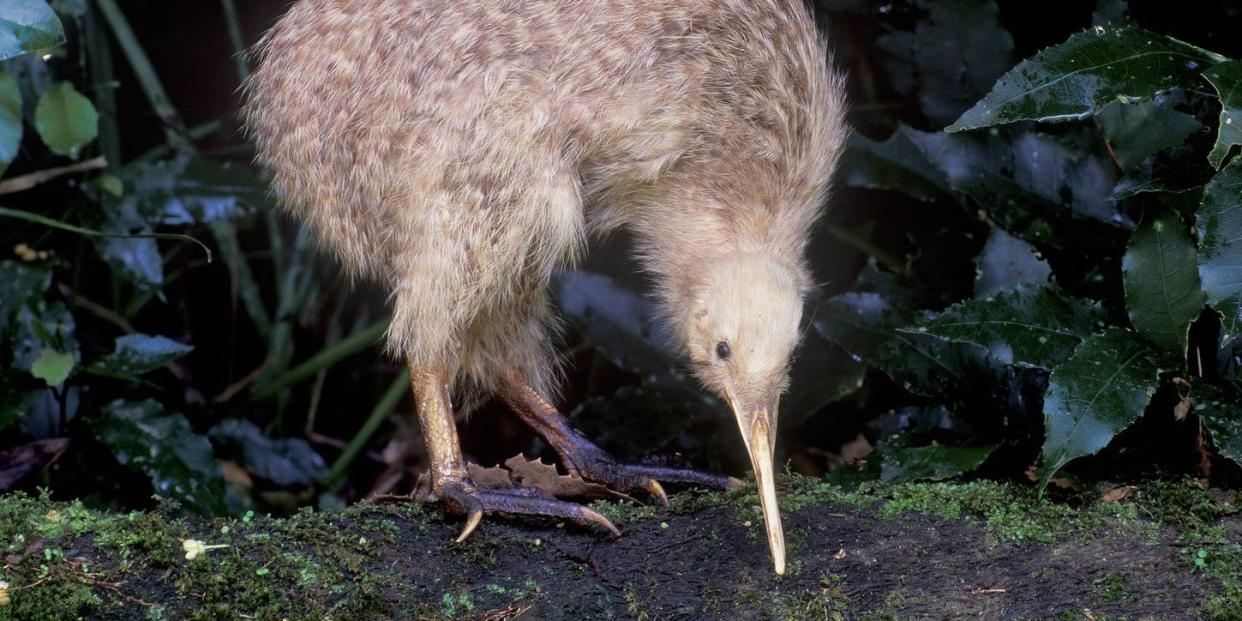 Little spotted kiwi