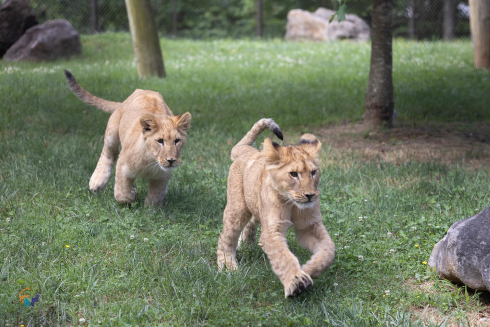 Magi and Anga, born in December 2021, are now active 6-month-old lions. The newest endangered African lion cub at Zoo Knoxville — a female, born on June 16 — is their full sibling.