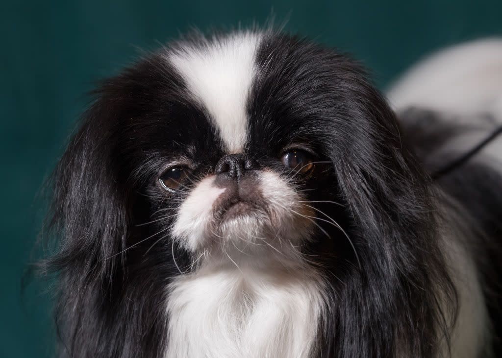 small fluffy dog breeds japanese chin