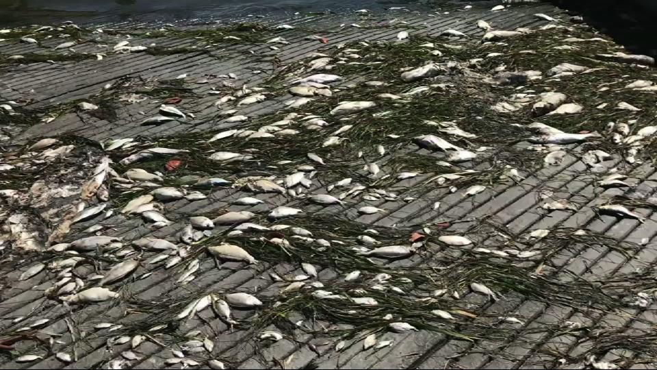 Tristes imágenes del impacto de la marea roja que plaga las aguas de Florida en el Golfo de México