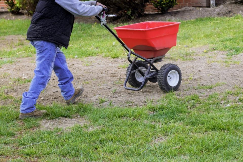 Man using a red fertilizer spreader on a patchy lawn