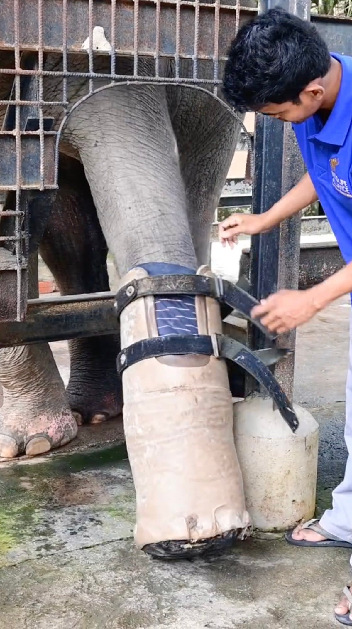 Chhouk the elephant having his prosthetic foot fitted (Cam Whitnall / SWNS)