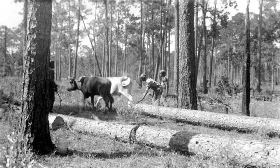 In this photograph, from the State Archives of Florida, loggers use a team of oxen to haul away longleaf pine logs near Mount Pleasant, Fla., on Aug. 7, 1936. When European settlers came to North America, fire-dependent savannas anchored by lofty pines with footlong needles covered much of what became the southern United States. Yet by the 1990s, logging, clear-cutting for farms and development and fire suppression had all but eliminated longleaf pines and the grasslands beneath where hundreds of plant and animal species flourished. Now an intensive effort in nine coastal states from Virginia to Texas is bringing back the pines named for the long needles prized by Native Americans for weaving baskets. (Florida Forest Service/State Archives of Florida via AP)