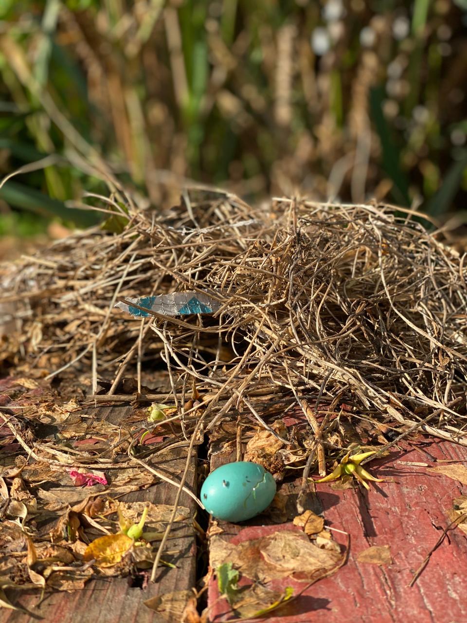 Casualties of the storm - a robin's nest and three eggs were blown out of large rose bush in Williston during a thunderstorm July 8, 2020.