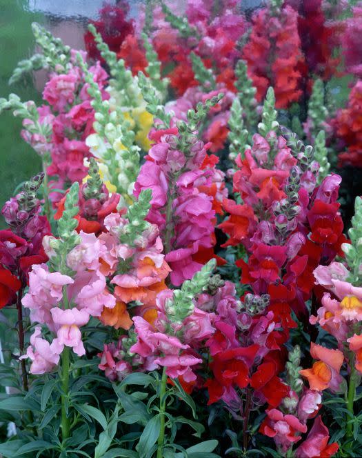 snapdragons and reflection